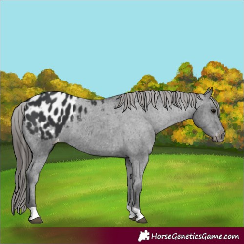 Horse Color:Black Appaloosa 