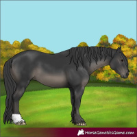 Horse Color:Black 