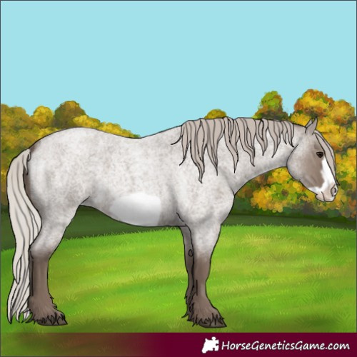 Horse Color:Silver Grullo Roan Frame 