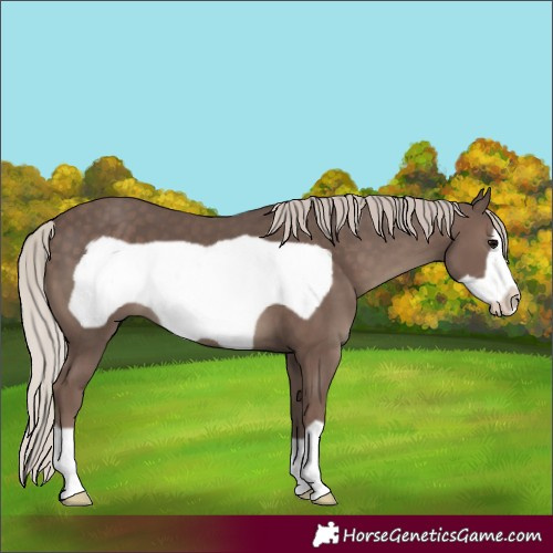 Horse Color:Silver Black Frame