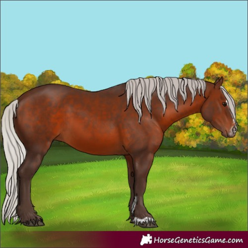 Horse Color:Silver Brown Sabino 
