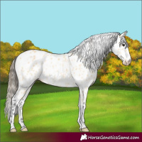 Horse Color:Buckskin Appaloosa Rabicano