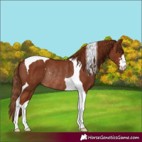 Horse Color:Chestnut Tobiano Rabicano 