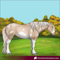 Horse Color:Chocolate Palomino Pearl Tobiano Frame  and Chocolate Palomino Pearl Tobiano Frame 