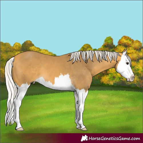 Horse Color:Silver Buckskin Splash 