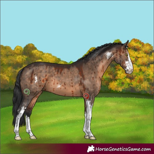 Horse Color:Brown Dun Sabino Brindle 