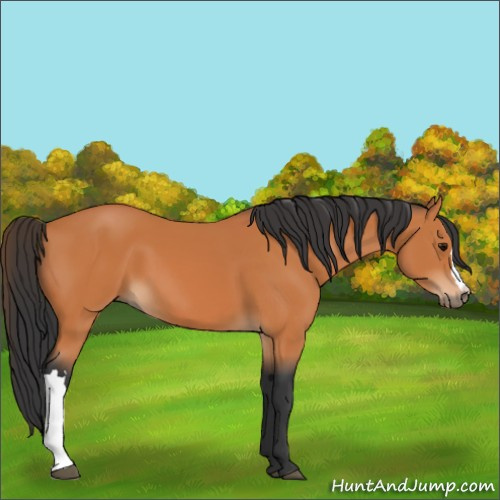 Horse Color:Unknown 