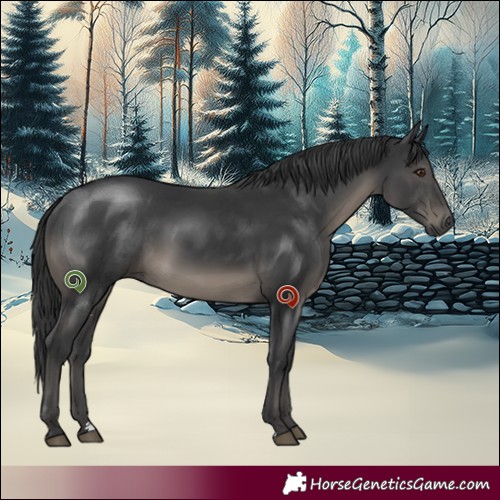 Horse Color:Black 