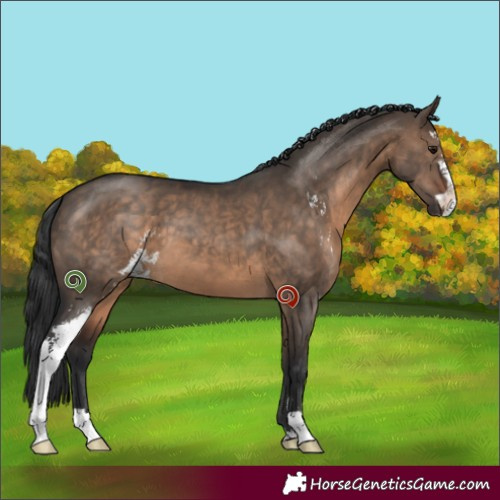 Horse Color:Brown Dun Sabino 