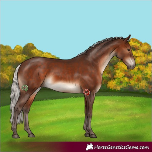 Horse Color:Silver Brown Sabino 