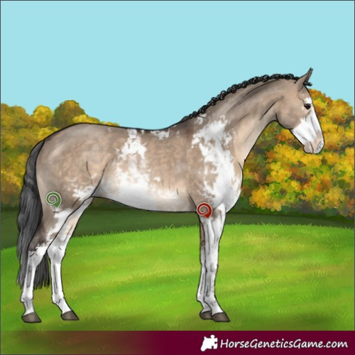 Horse Color:Brown Dun Sabino 