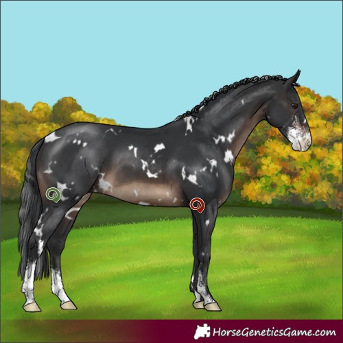 Horse Color:White Spotted Brown Sabino 