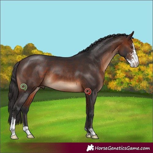 Horse Color:Brown Sabino 