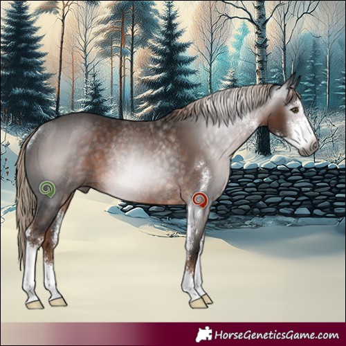 Horse Color:Gray Liver Chestnut Sabino Rabicano 