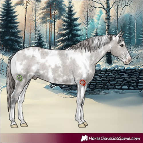 Horse Color:White Spotted Grullo Sabino Appaloosa 