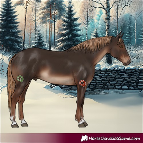 Horse Color:Liver Chestnut 
