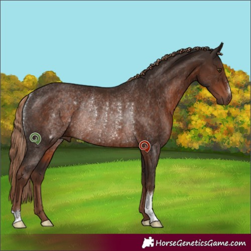 Horse Color:Liver Chestnut Rabicano 