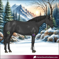 Horse Color:Black Sabino Rabicano 