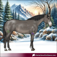 Horse Color:Grullo Sabino