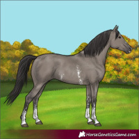 Horse Color:Smoky Grullo Sabino Rabicano