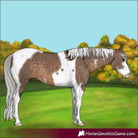 Horse Color:Silver Brown Dun Sabino Tobiano