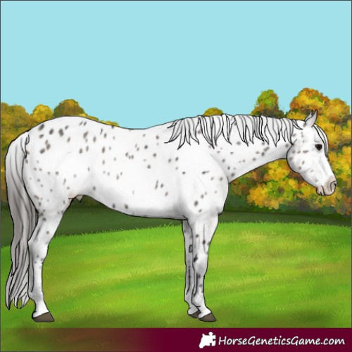 Horse Color:Grullo Sabino Appaloosa Brindle