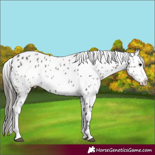 Horse Color:Grullo Sabino Appaloosa Brindle 