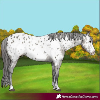 Horse Color:Grullo Sabino Appaloosa Brindle 