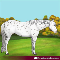 Horse Color:Grullo Sabino Appaloosa Brindle