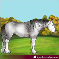 Horse Color:Gray Bay Splash 