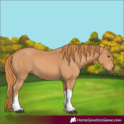 Horse Color:Chestnut Tobiano 