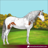 Horse Color:White Spotted Bay Splash Tobiano 
