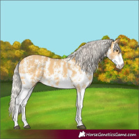 Horse Color:Silver Buckskin Dun Sabino