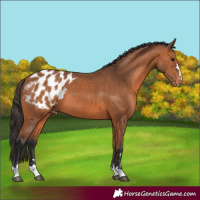 Horse Color:Bay Appaloosa