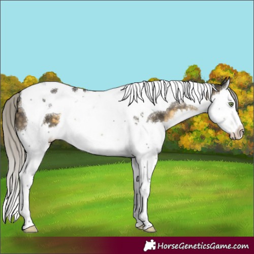 Horse Color:Silver Buckskin Splash Tobiano 