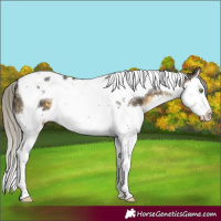 Horse Color:Silver Buckskin Splash Tobiano 