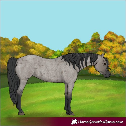 Horse Color:Grullo Roan Rabicano 