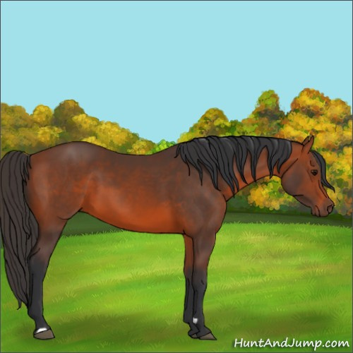 Horse Color:Bay 