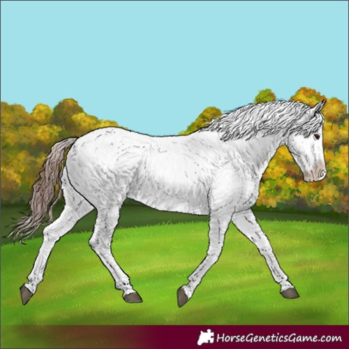 Horse Color:Bay Snowflake Varnish 