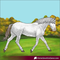 Horse Color:Bay Snowflake Varnish 