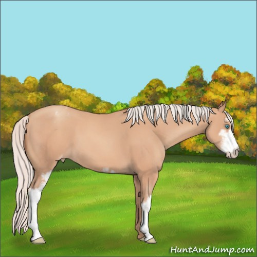 Horse Color:Silver Sable Champagne Sabino Appaloosa 