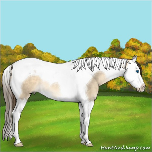 Horse Color:Buckskin Dun Splash Tobiano 