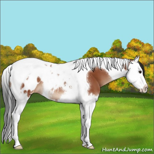 Horse Color:Brown Splash Tobiano Appaloosa 