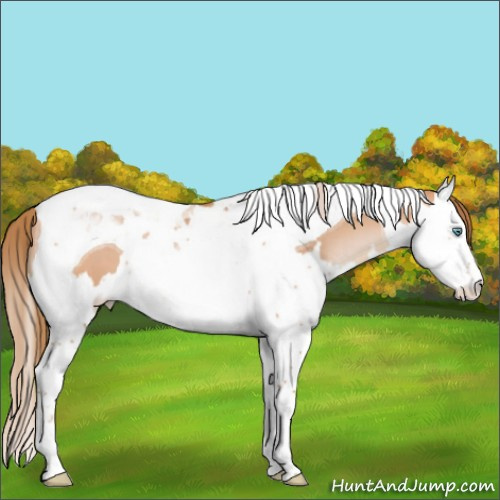 Horse Color:Bay Pearl Splash Tobiano