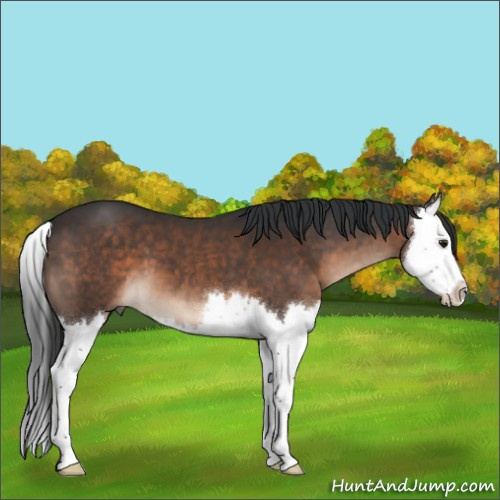 Horse Color:Brown Splash 
