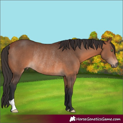 Horse Color:Bay Rabicano 