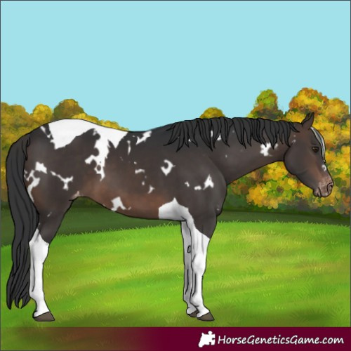 Horse Color:White Spotted Brown Tobiano Varnish