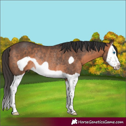 Horse Color:Brown Splash Frame Rabicano