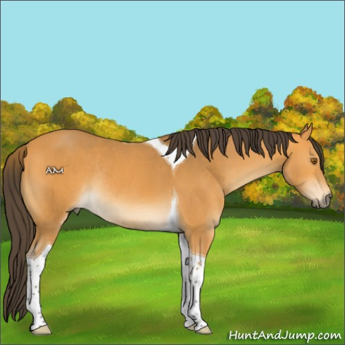 Horse Color:Buckskin Tobiano Rabicano