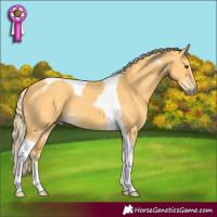 Horse Color:Palomino Dun Tobiano